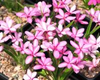 bicoloured pink and white flowers